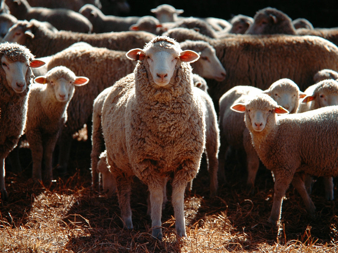 NEROLIEN WOOL