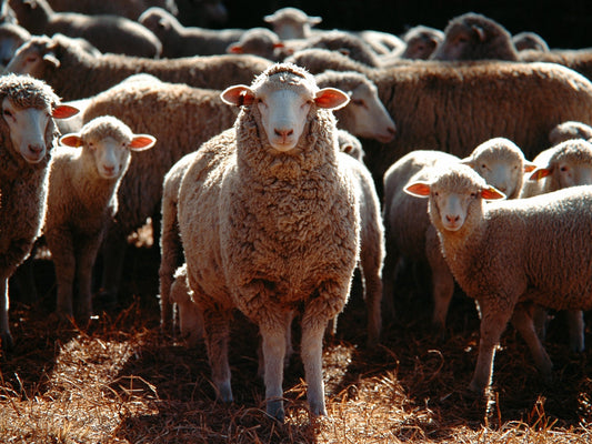 NEROLIEN WOOL